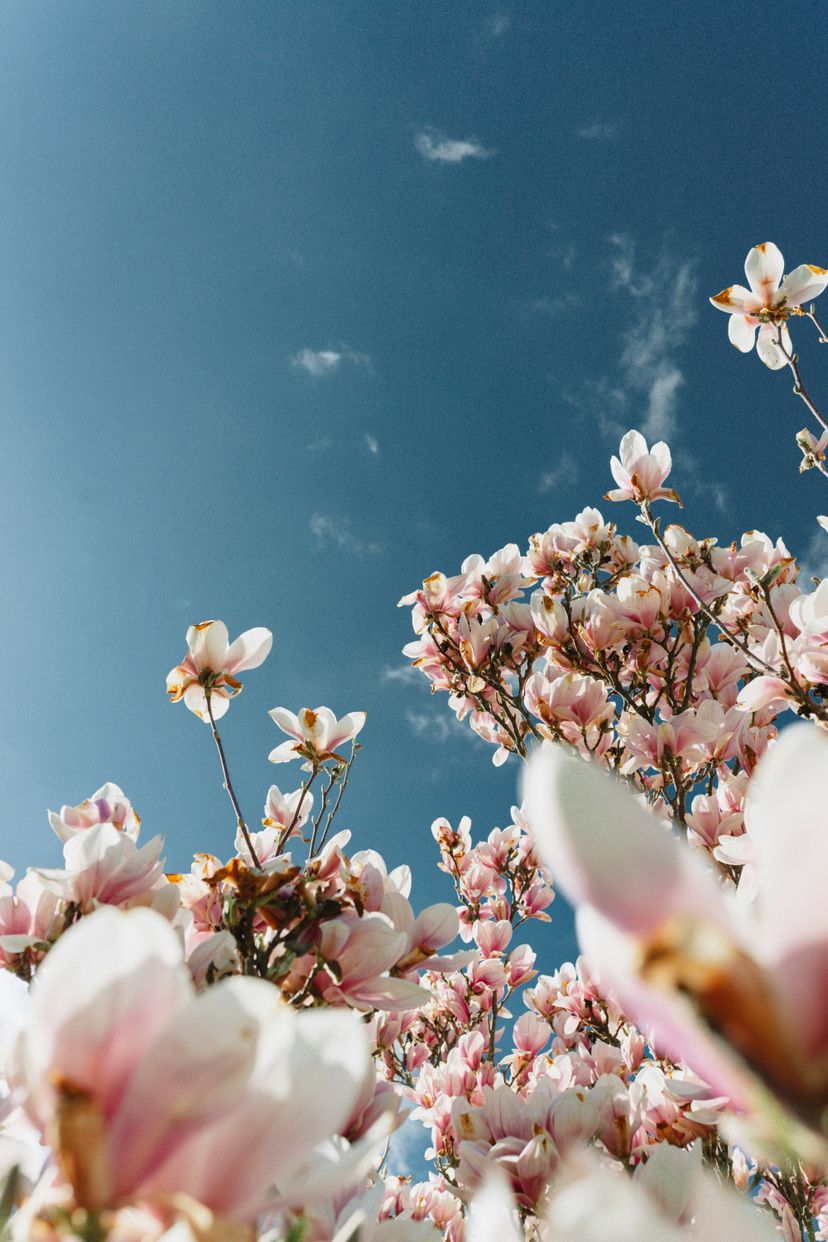 Isst du diesen Frühling auch Magnolienblüten?